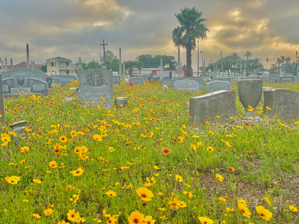 Galveston Graveyard with wild flowers